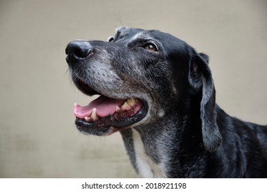 Portrait close-up of a Labrador Mastiff Crossbreed Dog standing in front of a wall