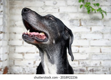 Portrait close-up of a Labrador Mastiff Crossbreed Dog standing in front of a brick wall