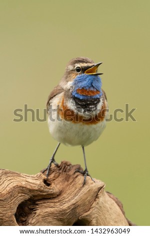 Similar – Bluethroat Ornithology