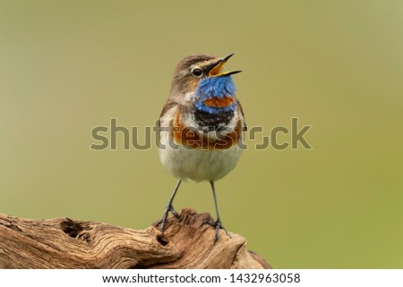 Similar – Bluethroat Ornithology