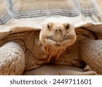 Portrait - close-up of the muzzle of a large desert tortoise