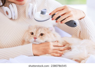 Portrait closeup shot of little cute domestic orange fluffy furry long hair companion pet pussycat kitty kitten laying lying down on unrecognizable unknown female owner lap while using brush brushing. - Shutterstock ID 2380786545