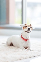 Portrait Closeup Shot Of Playful Cute Happy Best Human Friend Companion Domestic House Dog White Short Hair Small Parson Jack Russell Terrier Laying Lying Down On Carpet Floor Smiling In Living Room.