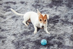 Portrait Closeup Shot Of Playful Cute Happy Best Human Friend Companion Domestic House Dog White Short Hair Small Parson Jack Russell Terrier Laying Lying Down On Carpet Floor With Blue Toy Ball.