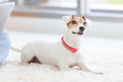 Portrait Closeup Shot Of Playful Cute Happy Best Human Friend Companion Domestic House Dog White Short Hair Small Parson Jack Russell Terrier Laying Lying Down On Carpet Floor Smiling In Living Room.