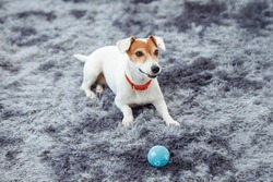 Portrait Closeup Shot Of Playful Cute Happy Best Human Friend Companion Domestic House Dog White Short Hair Small Parson Jack Russell Terrier Laying Lying Down On Carpet Floor With Blue Toy Ball.