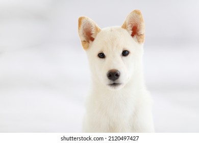 Portrait closeup studio shot of little cute adorable friendly white Japanese Shiba Inu purebred companion furry puppy dog sitting look at camera on blurred background with copy space for advertising.