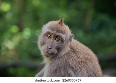 Portrait close-up of a young cynomolgus monkey looking directly into the camera, the rainforest diffuse in the background.