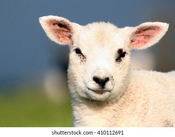 32,544 Lamb face Images, Stock Photos & Vectors | Shutterstock