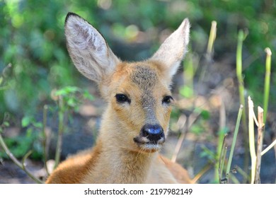 Portrait Clovenhoofed Deerlike Animal Representative Musk Stock Photo ...