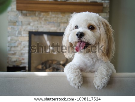 Portrait of a Cockapoo