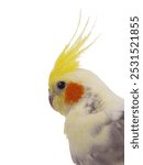  portrait cockatiel parrot isolated on a white background