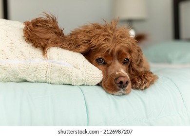 Portrait Of A Cocker Spaniel Dog Laying In A Bed. The Blankets Are Light Blue. This Photo Is Taken In A Bedroom. 