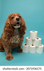 Portrait of a cocker spaniel dog sitting beside a pile of toilet paper rolls. 