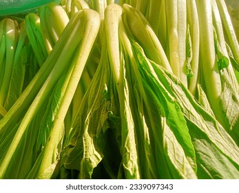 a portrait of a collection of Caisim or Chinese cabbage leaves. Caisim from the Cantonese name 菜心, choy sum, which literally means 