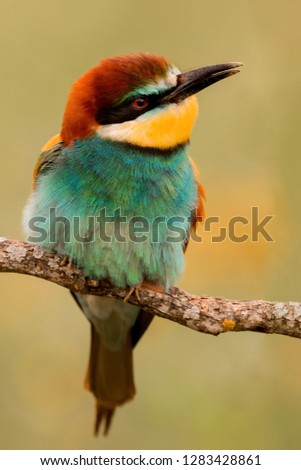 Similar – Portrait of a colorful bird