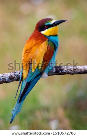 Similar – Portrait of a colorful bird