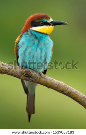 Similar – Portrait of a colorful bird