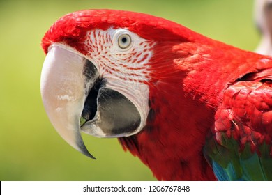 Scarlet Macaw Ara Macao Scotland Neck Stock Photo 1906193149 | Shutterstock