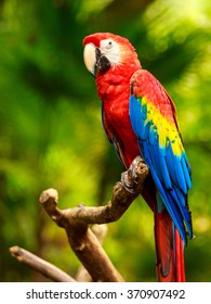 Portrait of colorful Scarlet Macaw parrot against jungle background - Shutterstock ID 370907492