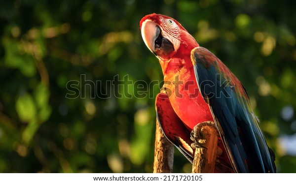Portrait of colorful Scarlet Macaw parrot\
against jungle background. Red Scarlet Macaw parrot, Ara macao, on\
green tree in the natural\
habitat.