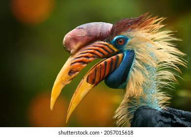 Portrait of colourful hornbill native to Indonesia,  Knobbed Hornbill, Aceros cassidix. Huge bird with gold bristled feathers on the blue neck, blurred orange flowers in background  Bird of Sulawesi. - Shutterstock ID 2057015618