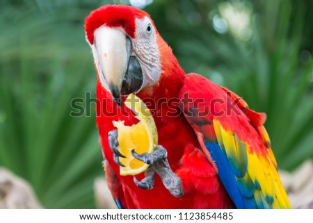 Portrait of colourful, red parrot bird macaw in Xcaret, Yucata