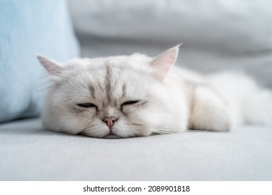 Portrait Of Comfortable White Furry Persian Cat Lying Down On Sofa. Adorable Funny Domestic Little Small Kitty Sleeping Sleep On Couch At Animal Hospital And Pet House Hotel.