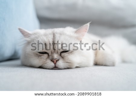 Portrait of comfortable white furry Persian cat lying down on sofa. Adorable funny domestic little small kitty sleeping sleep on couch at animal hospital and pet house hotel.