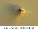 Portrait of common carp (Cyprinus carpio) swimming in a freshwater pond
