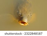 Portrait of common carp (Cyprinus carpio) swimming in a freshwater pond
