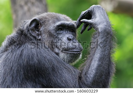 Image, Stock Photo gorilla Monkeys Gorilla