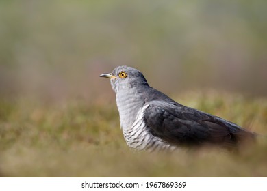 Portrait Of A Common Cuckoo, UK.