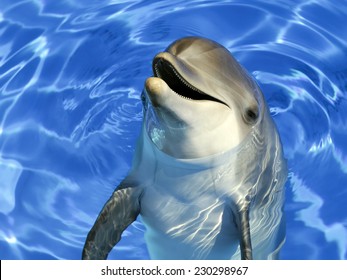 Portrait Of A Common Dolphin 