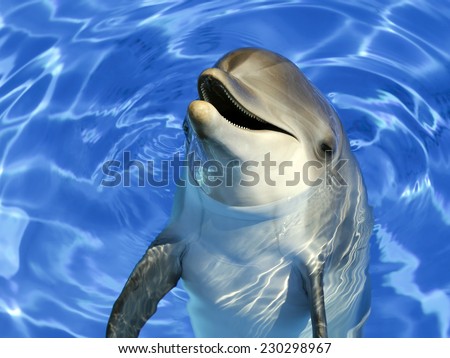 Portrait of a common dolphin 