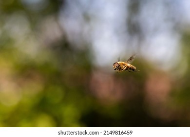 A portrait of a common drone fly or eristalis tenax hovering mid air in front of a green bush. The cosmopolitan hover fly insect looks like a bee and in some countries is refered to as the blind bee.
