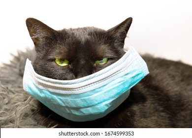 Portrait Of A Common, Funny Black Cat With Green Eyes And Face Mask. Concept Of Illness Of Pet And Viral Infections In Veterinary. Concept Of COVID 19 Not Contagious For Animals.