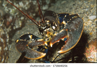 Portrait Of Common Lobster On Reef 