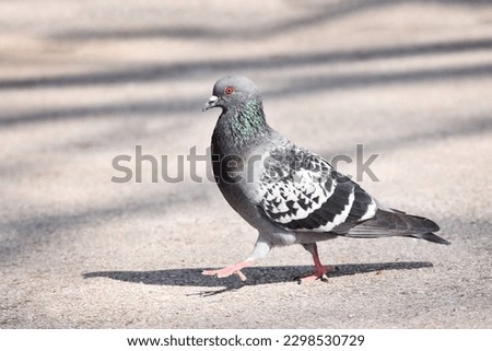 Portrait of a common pigeon, summer day, a pigeon walks along an asphalt path from right to left