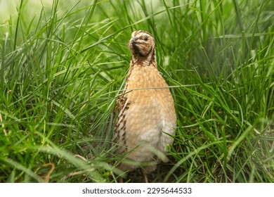 Portrait of a common quail in the grass of a meadow, coturnix coturnix