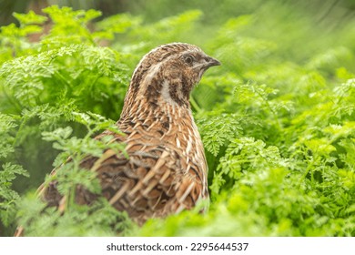 Portrait of a common quail in the grass of a meadow, coturnix coturnix