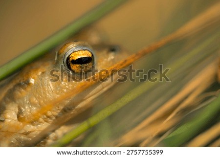 Portrait of a common toad (Bufo bufo)