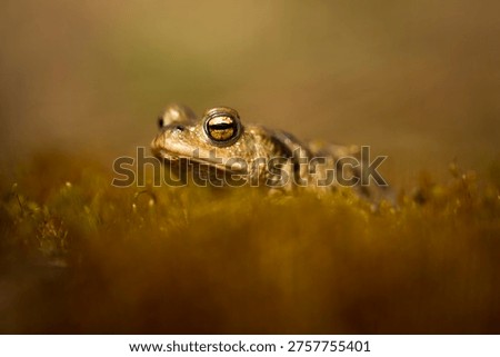 Portrait of a common toad (Bufo bufo)