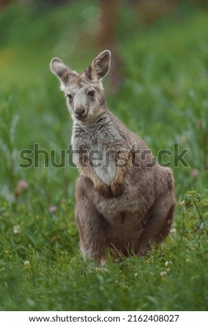 Portrait of Common wallaroo in grass