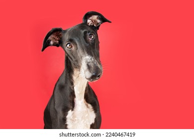 Portrait concentrate greyhound dog tilting head side. Isolated on magenta or red background