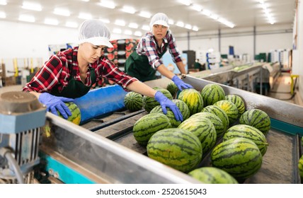 Portrait of concentrated Hispanic female worker sorting fresh ripe watermelons on grading line in fruit factory workshop - Powered by Shutterstock