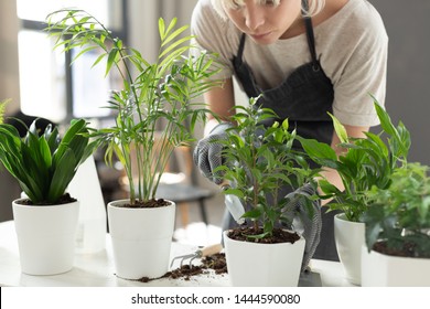 Portrait of concentrated woman using special tools to help different plants be healthy and fresh. Gorgeous lady digging dirt under young green tropical sprout. Gardening concept