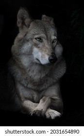 Portrait of condescending interrogative female she-wolf on black background, isolated, legs crossed