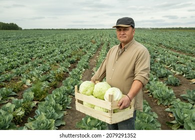 Portrait Of Confident Aged Asian Farm Worker In Cap Holding Full Box Of Fresh Cabbages In Field