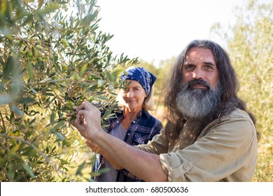 Portrait of confident couple harvesting olives in farm - Powered by Shutterstock